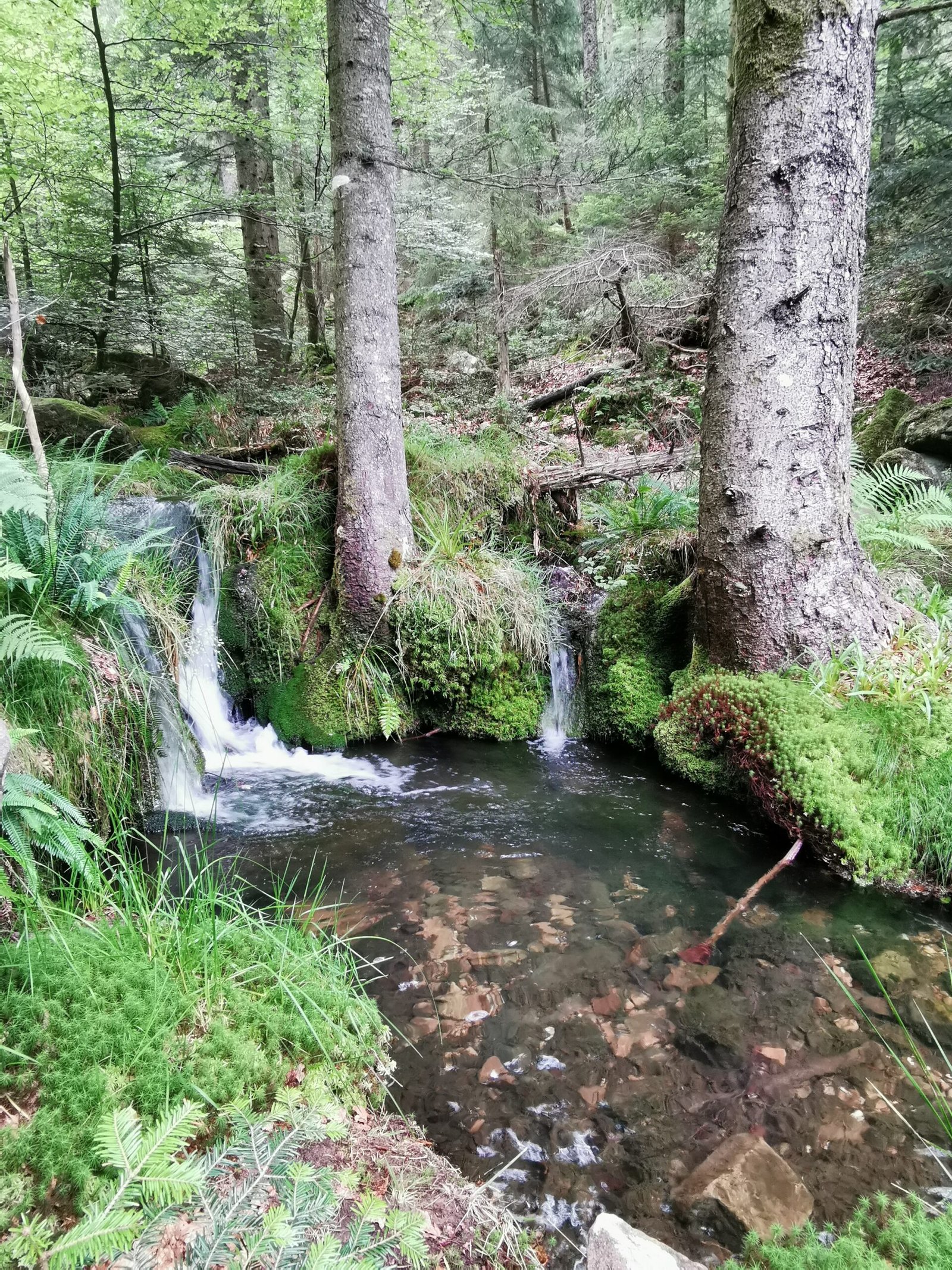 Forêt avec ruisseau illustrant le repos et le rééquilibrage par le magnétisme