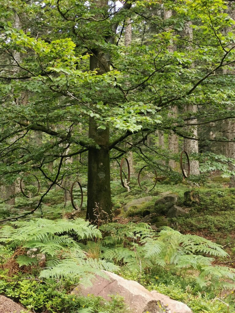 Grand arbre illustrant la force, l’équilibre et la vitalité retrouvés grâce au magnétisme