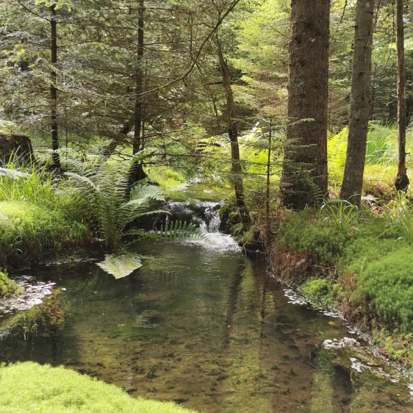 Forêt apaisante près de Beaune illustrant la nature et l’énergie vitale